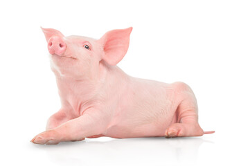 Small pink pig isolated on white background