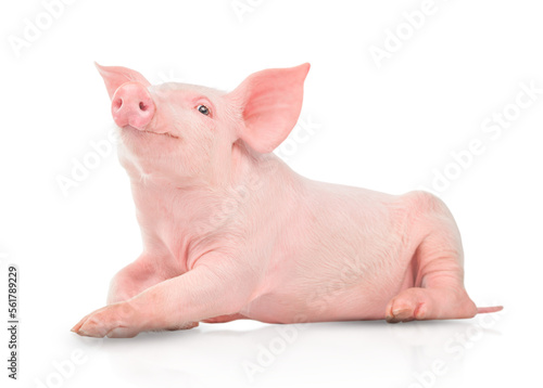 Fototapeta Small pink pig isolated on white background