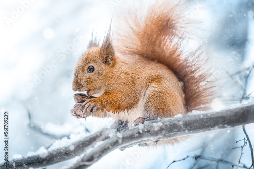 Red squirrel eats nuts in a snowy park.