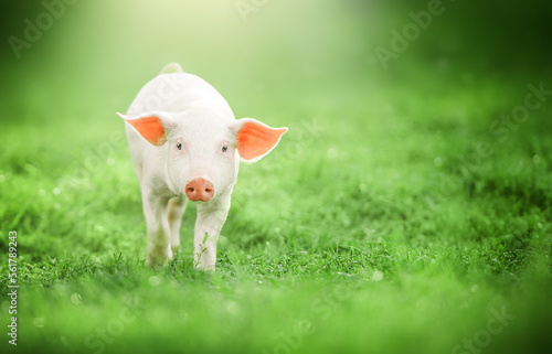 Cute baby pig looking into the camera on green grass background © The Len