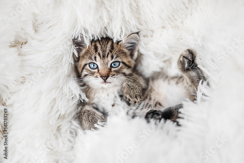 Cute little tabby kitten lying on fur white blanket