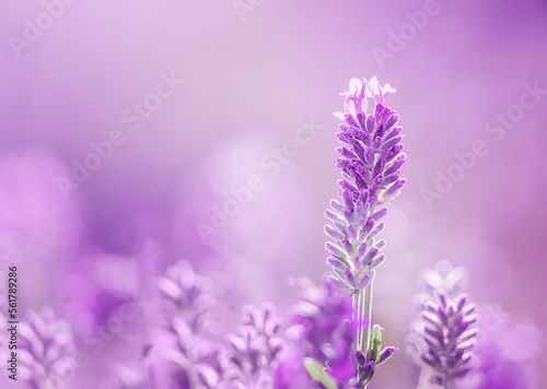 Selective focus on purple lavender flowers on blur background.