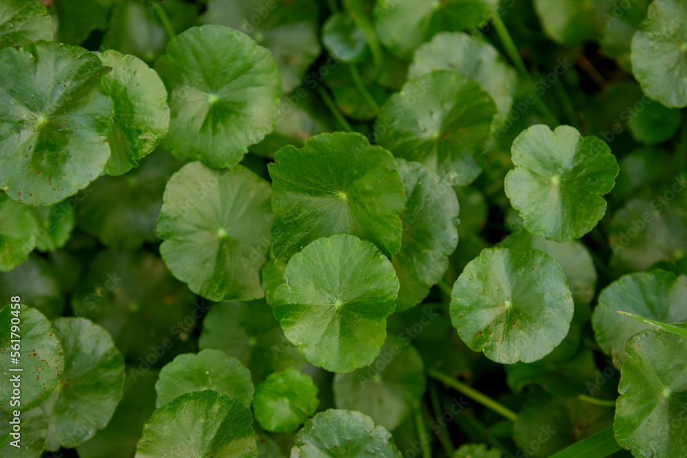 Close-up view of water pennywort leaf growing in the vegetable garden Close-up view of water pennywort leaf growing in the vegetable garden