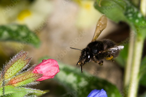 hairy footed flower bee Anthophora plumipes.  Female, in flight approaching a pulmonaria flower.  showing long tongue ready, © Wildwatertv