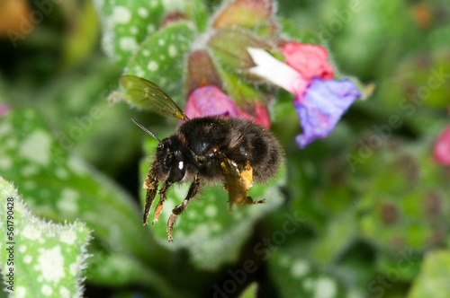 hairy footed flower bee Anthophora plumipes. Female, in flight approaching a pulmonaria flower. showing long tongue ready,