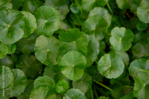 Close-up view of water pennywort leaf growing in the vegetable garden