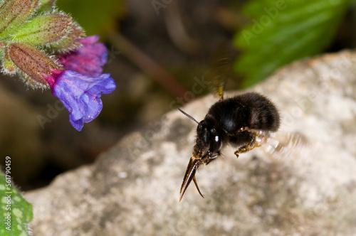 hairy footed flower bee Anthophora plumipes.  Female, in flight approaching a pulmonaria flower.  showing long tongue ready,