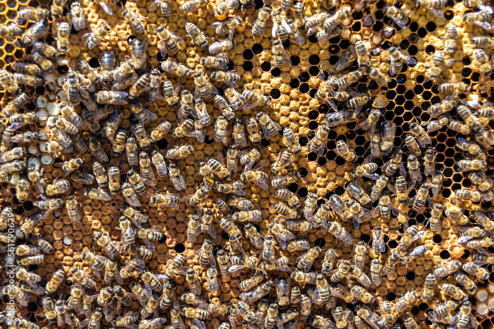Abstract hexagon structure is honeycomb from bee hive filled Abstract hexagon structure is honeycomb from bee hive filled