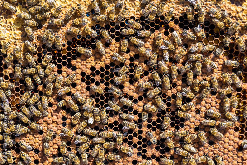 Abstract hexagon structure is honeycomb from bee hive filled Abstract hexagon structure is honeycomb from bee hive filled