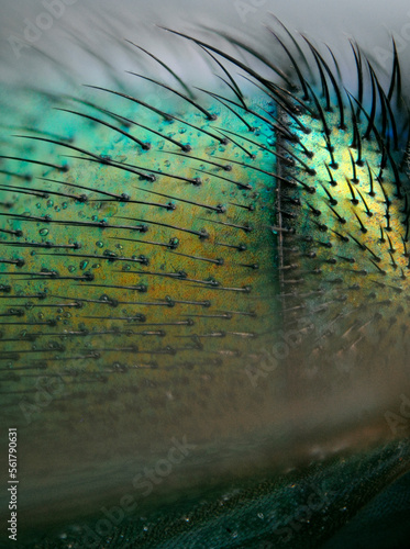 Microscopy as art. Detail of the abdomen of the greenbottle fly, lucilla caesar showing structure of hairs and metallic texture. photo