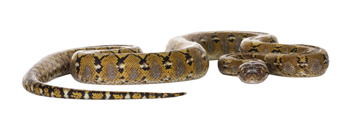 Beautiful Reticulated python aka Malayopython reticulatus snake in color platinum. Isolated cutout on transparent background.