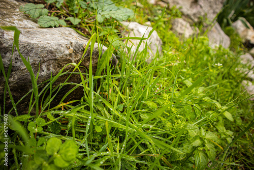 Dew drops on the grass in the forest