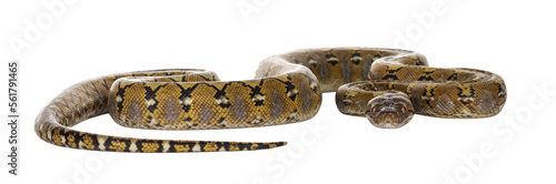 Beautiful Reticulated python aka Malayopython reticulatus snake in color platinum. Isolated cutout on transparent background.