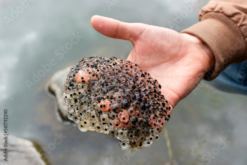 frog or toad eggs laying in human hand all against water of pond in mating season of amphibians ecology zoology concept natural phenomenon ecosystem biological process