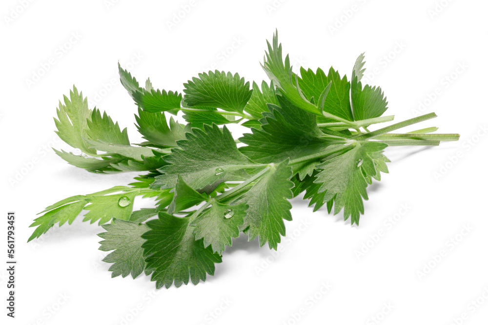 Fototapeta premium Bunch of fresh true Anise or aniseed leaves (Pimpinella anisum) isolated png