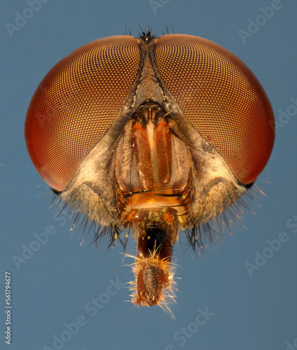 Extreme close up of the head of a greenbottle (Lucilia caesar) showing the structure of the compound eyes and mouthparts