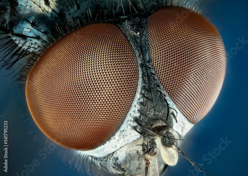 Tablou pe pânză Extreme close up of a house-fly's eyes