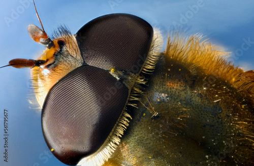 extreme close up of the eyes of the syrphid or hoverfly Eupeodes corollae, showing also a little thorax with hairs.