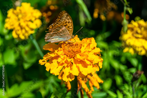 Beautiful flower butterfly monarch on background meadow © oleg525