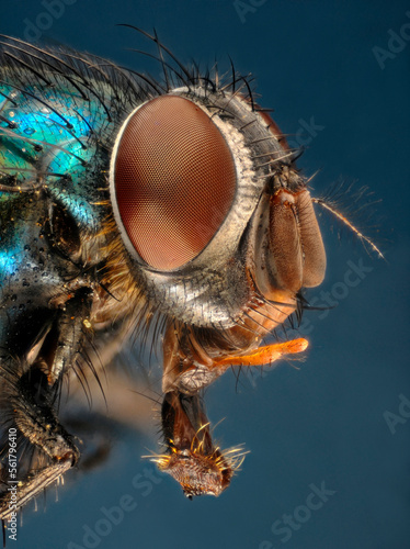 Extreme closeup of the head of a greenbottle (Lucilla sp) showing the extended mouthparts and structure of the compound eyes.