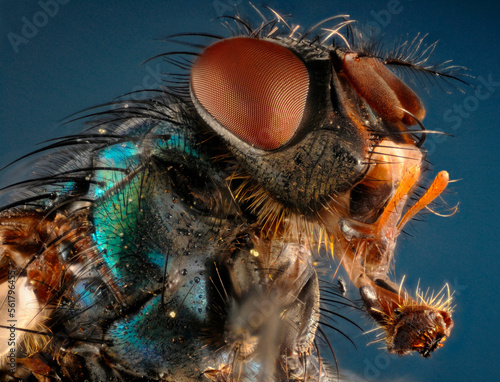 Extreme closeup of the head of a greenbottle (Lucilla sp) showing the extended mouthparts and structure of the compound eyes.