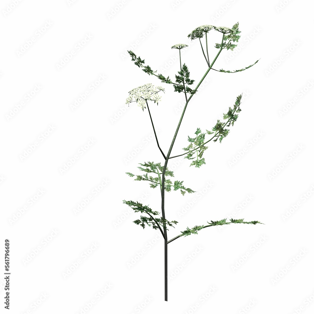 Obraz premium wild field grass, isolated on white background, 3D illustration, cg render