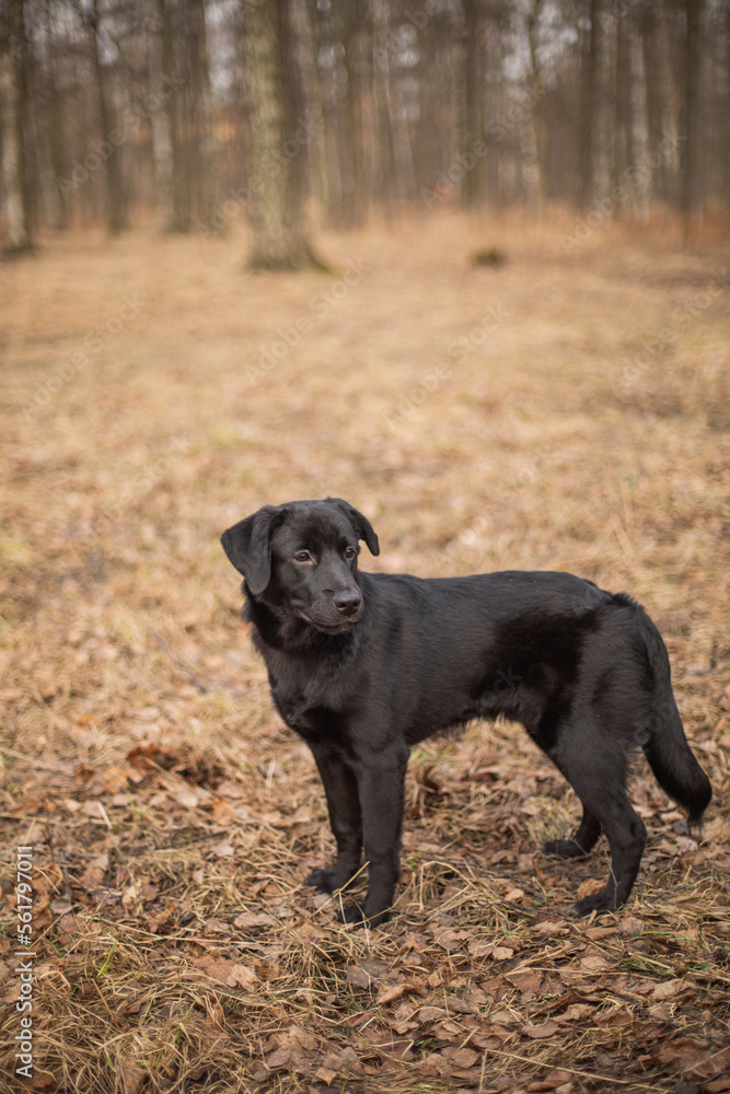 Black labrador on a walk in the autumn forest.