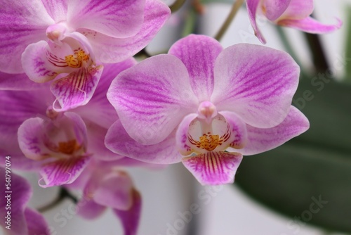 closeup of pink orchid phalaenopsis