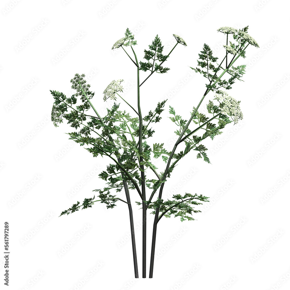 wild field grass, isolated on a transparent background, 3D illustration, cg render
wild field grass, isolated on a transparent background, 3D illustration, cg render