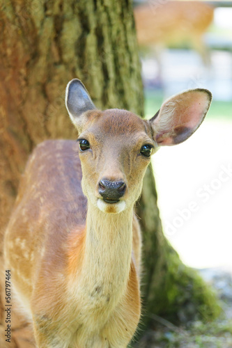 Deer living freely in Nara Park © 隼人 岩崎