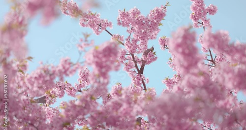 桜の木に留まる鳥