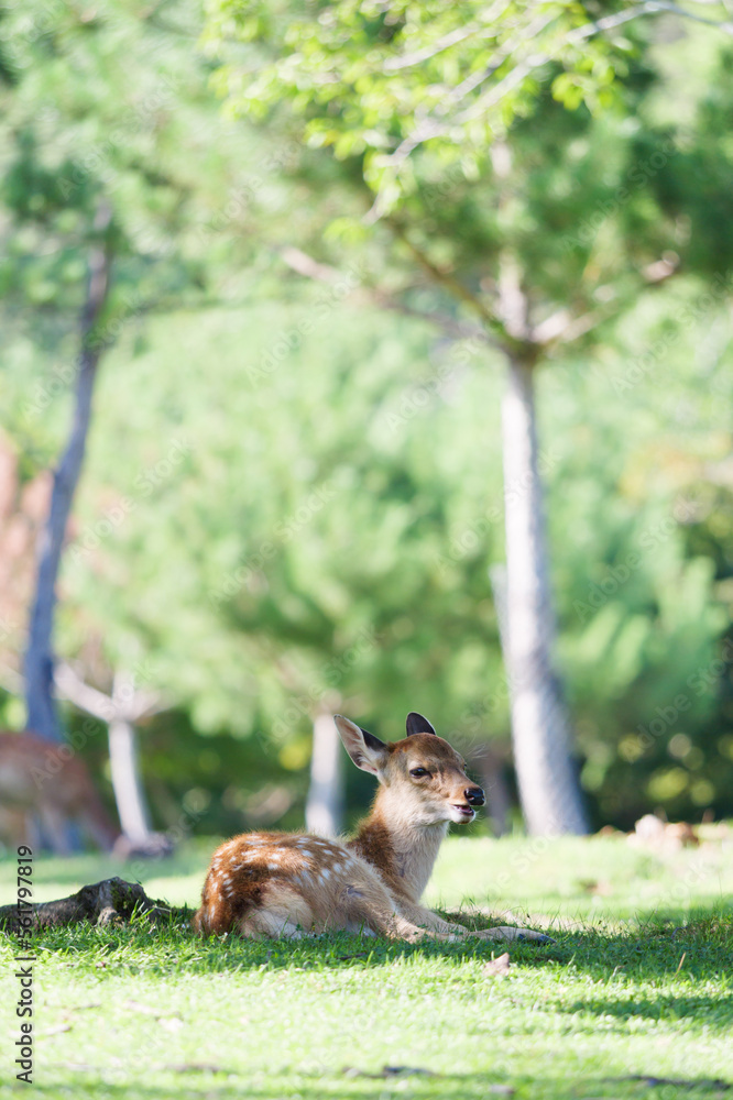 Cute fawn relaxing on the grass