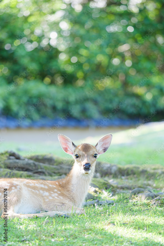 Cute fawn relaxing on the grass Cute fawn relaxing on the grass
