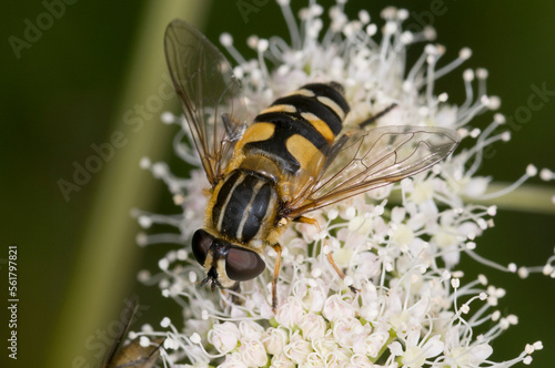 syrphid fly on meadowsweet (Filipendula ulmaria) feeding on nectar © Wildwatertv
