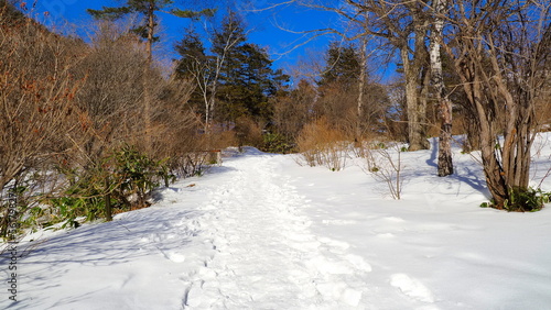 Wallpaper Mural 草津天狗山西の河原1（雪道） Torontodigital.ca