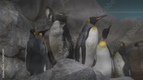 EudyptesとAptenodytes patagonicusは、ペンギンの種類を指します。Eudyptesはクロガシラペンギン属であり、その代表的な種はEudyptes chrysocomeであり、Aptenodytes patagonicusはキングペンギンのことを指します。 photo