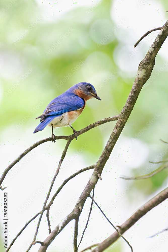 Bluebird on a branch