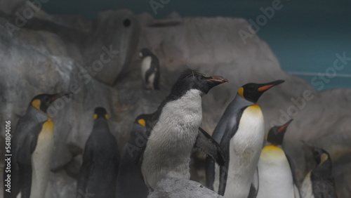  Eudyptes and Aptenodytes patagonicus or more diverse than the other penguin genera.                           Crested penguins