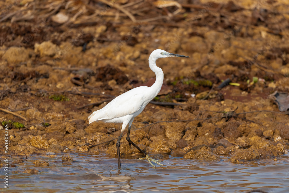 Water bird in large lake at the central of Thailand Water bird in large lake at the central of Thailand