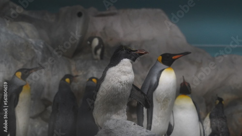  Eudyptes and Aptenodytes patagonicus or more diverse than the other penguin genera.|國王企鵝|冠企鵝屬|Crested penguins