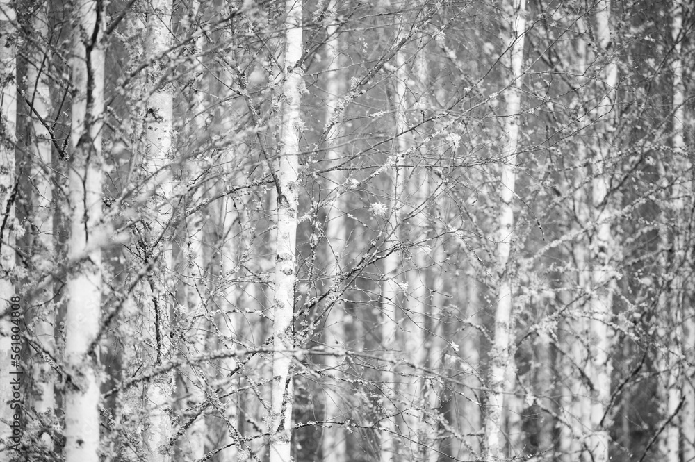 Birch forest in black and white