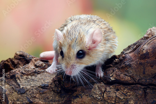 Little gerbil on a tree log