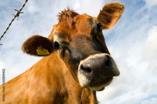 The head of a Jersey cow chewing grass.. Looking down curiously.