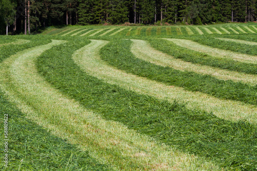 Cut grass