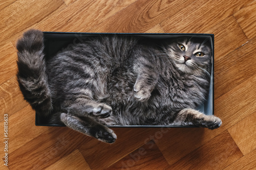 Cute grey striped cat in a cardboard box on the floor of the house. Furry pet going to sleep in there.  The cat is fooling around.  Funny pets. 
