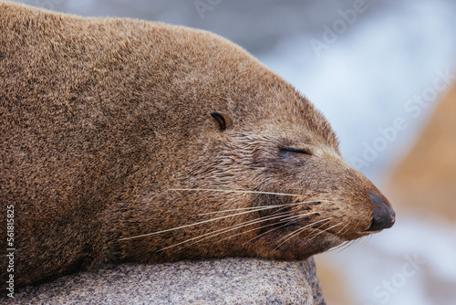 Australian Fur Seal in Narooma Australia