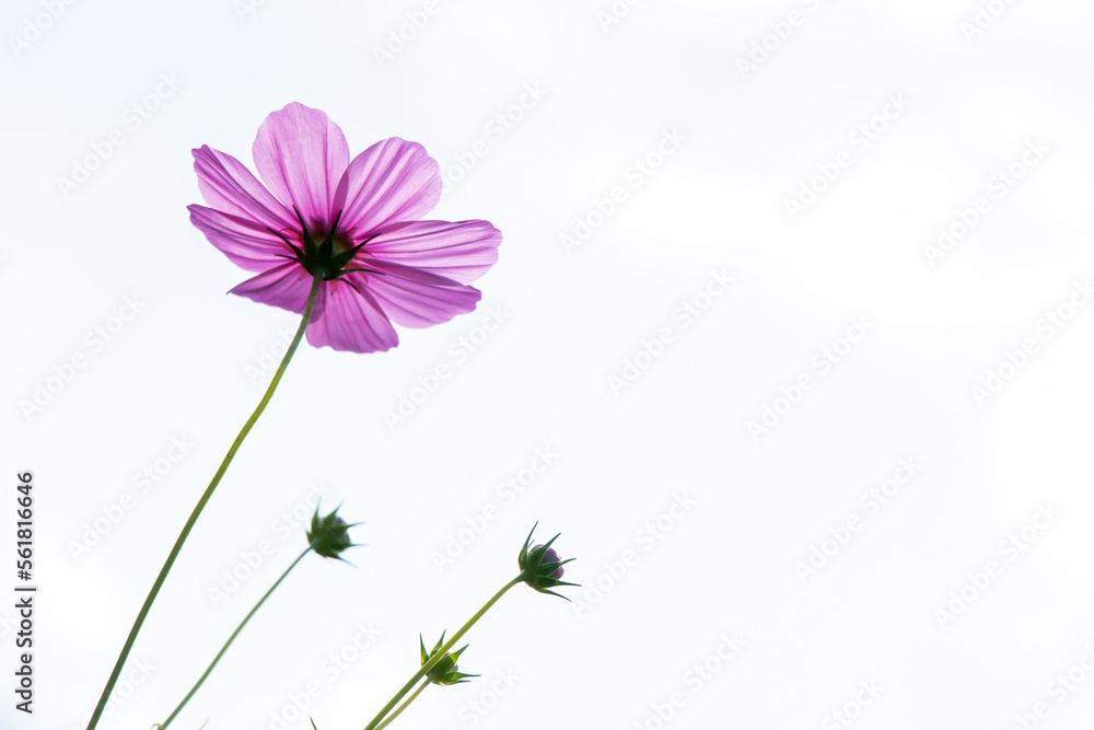 Beautiful pink color cosmos flower on white sky background