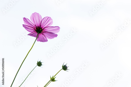 Beautiful pink color cosmos flower on white sky background