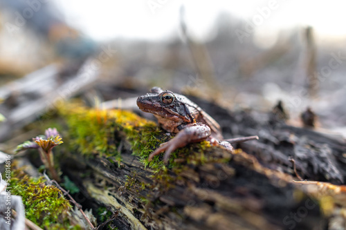 brown toad frog captured on a wide angle lens with a pond and trees in the background 