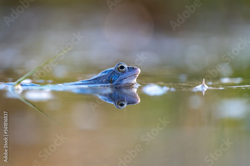blue moor frog Rana arvalis along with the surface of the pond and blurry backgroung in czech republic